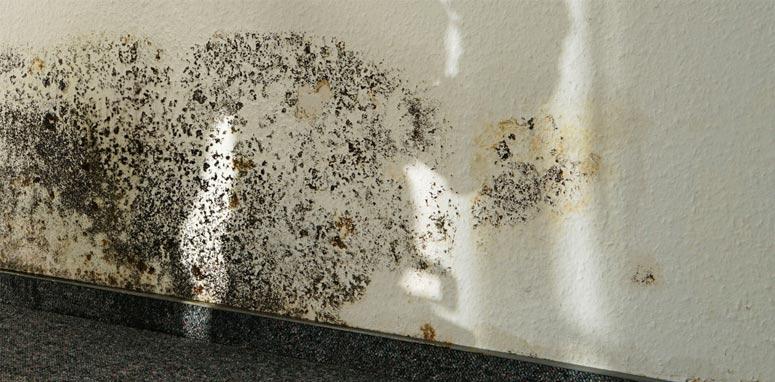 mold removal calgary